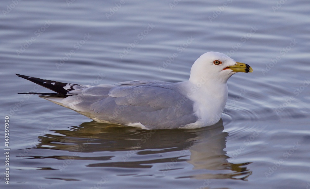 Beautiful isolated image with a swimming gull Beautiful isolated image with a swimming gull