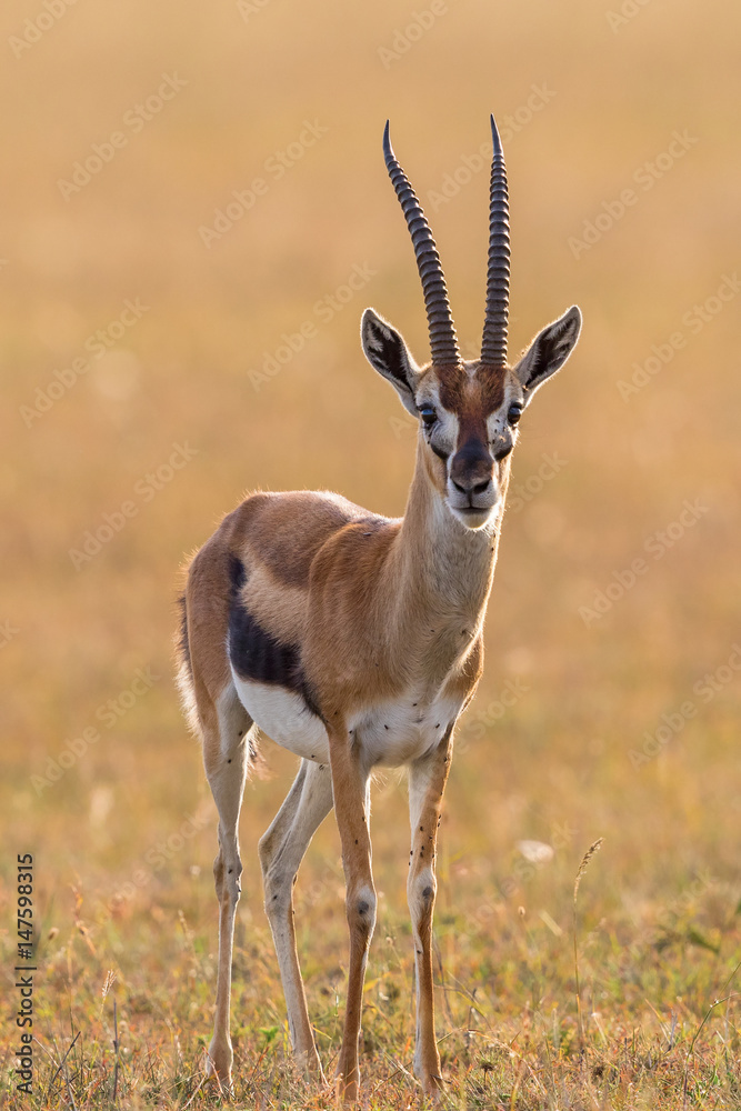 Thomson's gazelle on the savannah