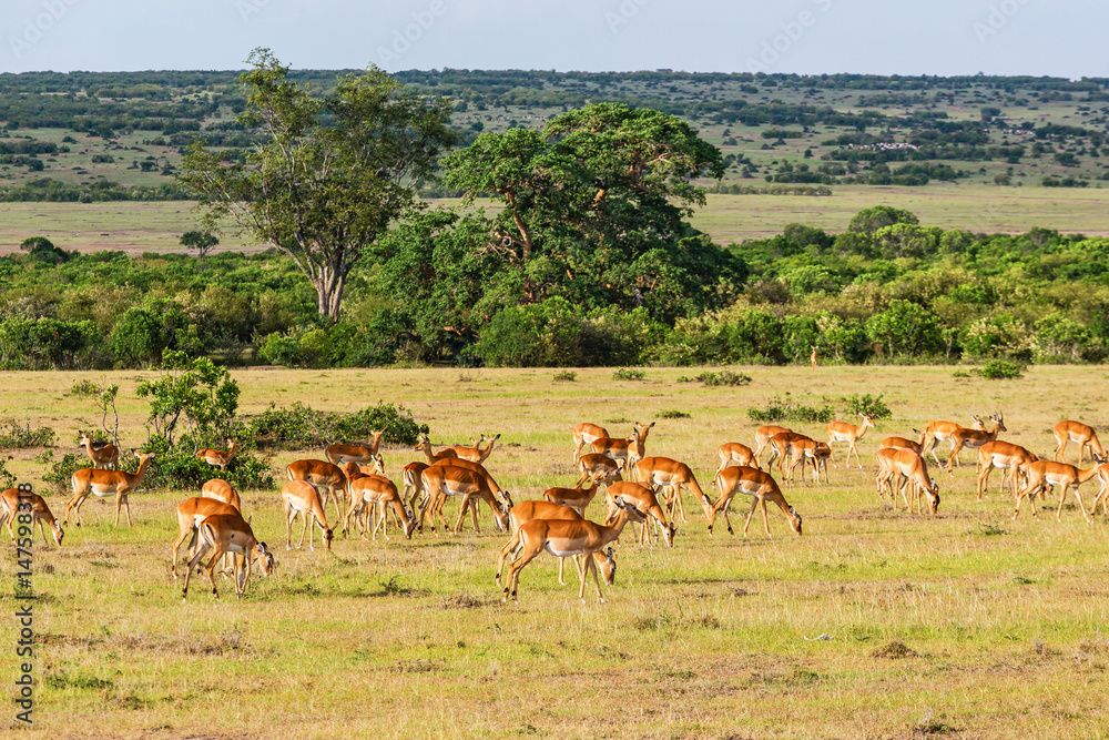 Heard of Impala antelope