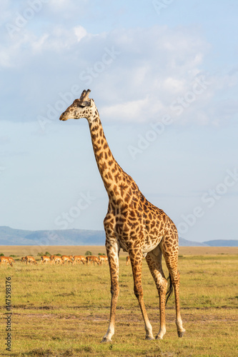 Giraffe walking on the savannah