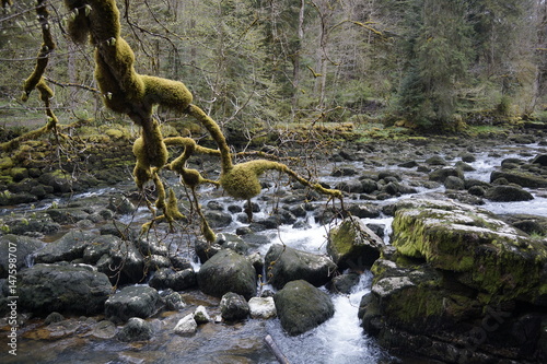 Feuchte Flusslandschaft am Doubs - vermooste Bäume photo