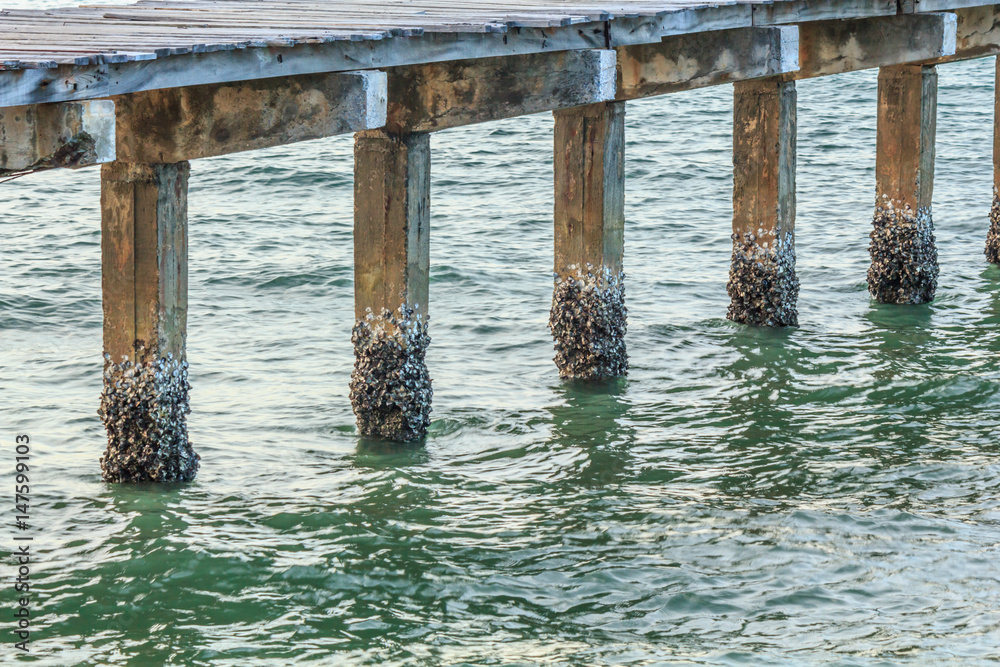 texture of concrete have sea shell with sea texture of concrete have sea shell with sea