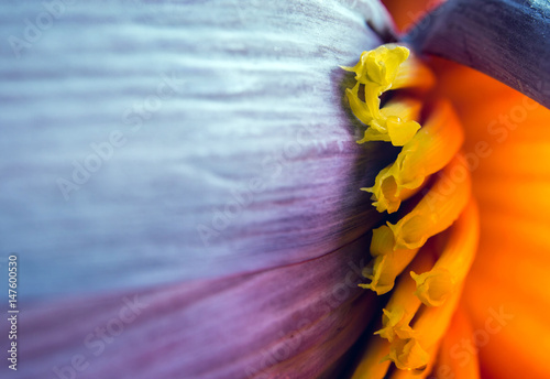 Silver bluggoe banana blossom photo