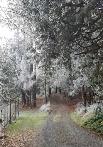 Winter Driveway