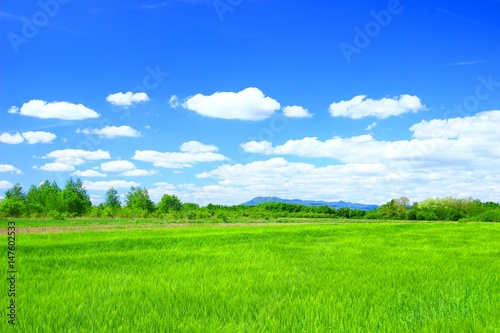 Green field and blue sky © Simun Ascic