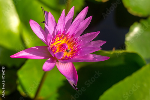Violet lotus blooming