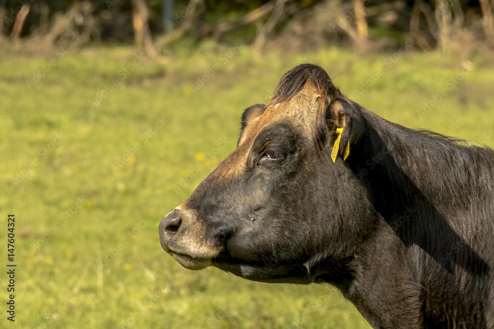 Fototapeta premium Cow Portrait