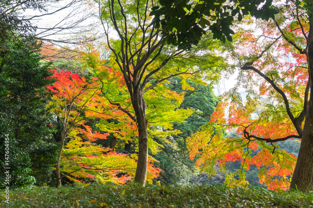 the beautiful autumn color of Japan maple .leaves on tree, yellow, orange and red discoloration in the park the beautiful autumn color of Japan maple .leaves on tree, yellow, orange and red discoloration in the park
