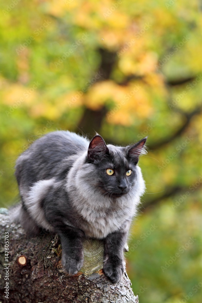 Obraz premium Norwegian forest cat on a log