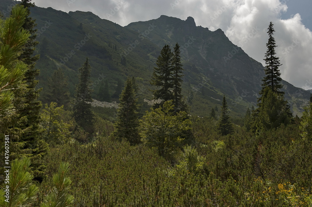 Obraz premium Sunlit mountain top overgrown with coniferous forest and glade on the ecological walk toward Maliovitza peak in Rila mountain, Bulgaria 