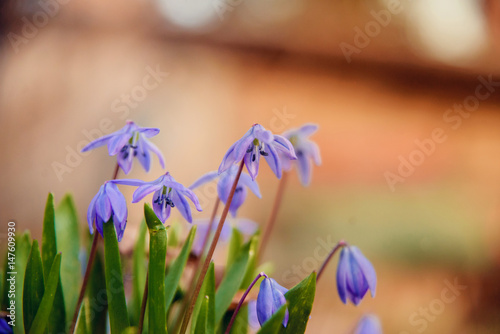 floral background Wallpaper: Blue snowdrop flowers in early spring in the forest photo