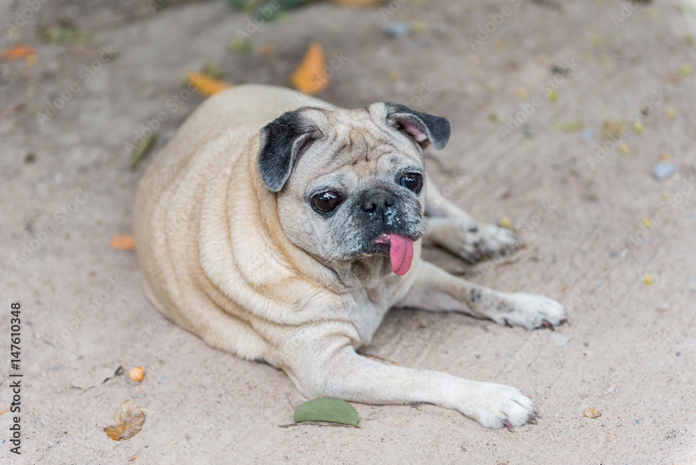 Tired cute pug dog sitting in dirt with tongue out