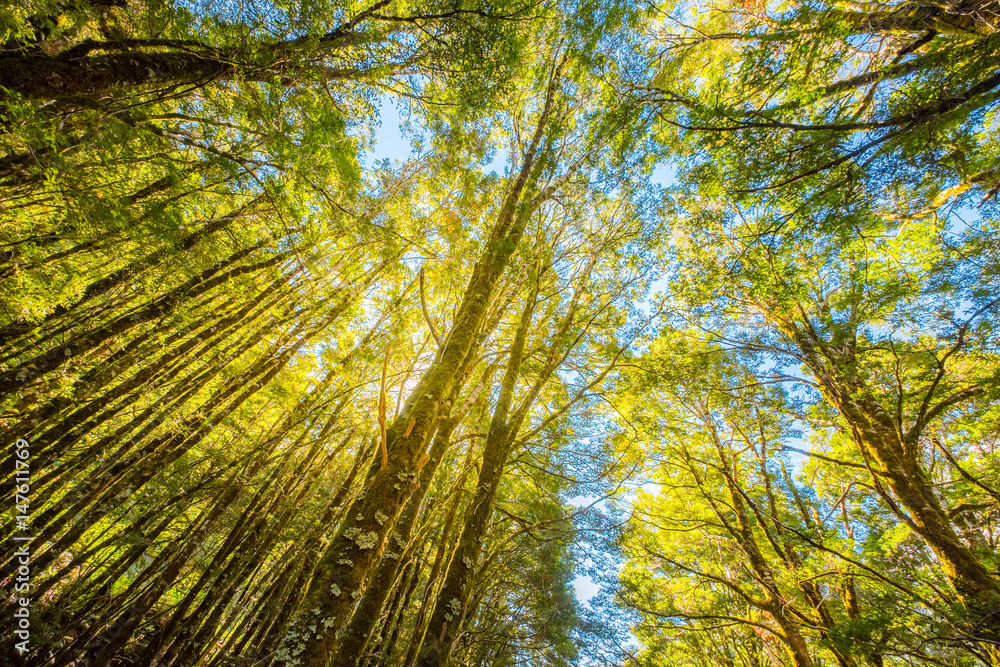 Rain forest near Thunder Creek Falls is located in Mt Aspiring National Park, along HAAST Highway in south island of New Zealand Rain forest near Thunder Creek Falls is located in Mt Aspiring National Park, along HAAST Highway in south island of New Zealand