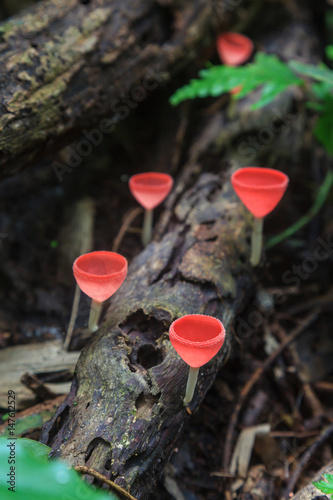 Red mushroom Champagne mushroom in rain forest, Thailand