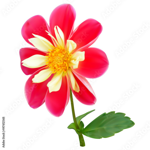 Pink-yellow dahlia flower