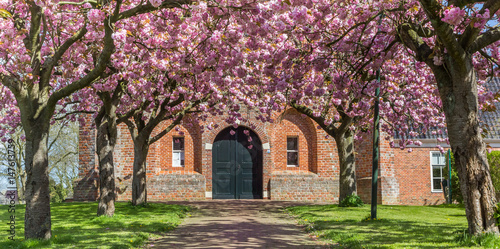 Panorama of cherry blossom in front of the old church in Ten Boer