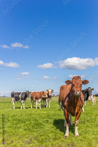 Red Holstein cow in the dutch landscape © venemama