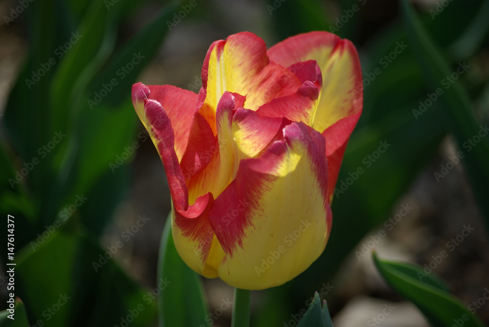 Tulipe rose et jaune au printemps au jardin Tulipe rose et jaune au printemps au jardin