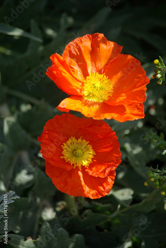 Pavots orange au printemps au jardin