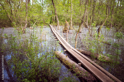 Letea forest, Tulcea county, Romania. Flooded trees in Danube Delta. There are a bridge over the water.