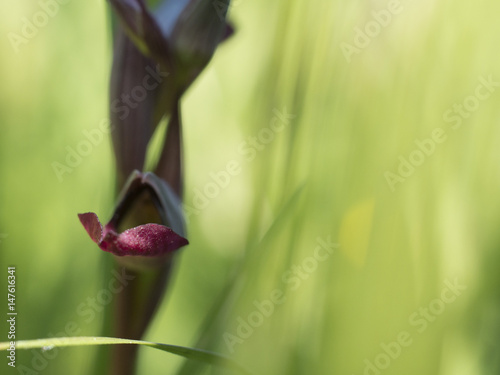 Fototapeta Naklejka Na Ścianę i Meble -  wild orchid serapias lingua background