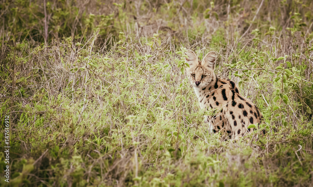 Serval in african savanna Serval in african savanna