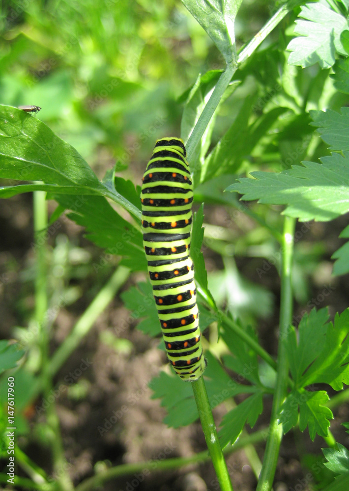 Striped caterpillar on the grass