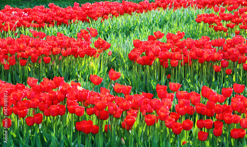 Red flowering tulips at sunny summer or spring day. For background. photo