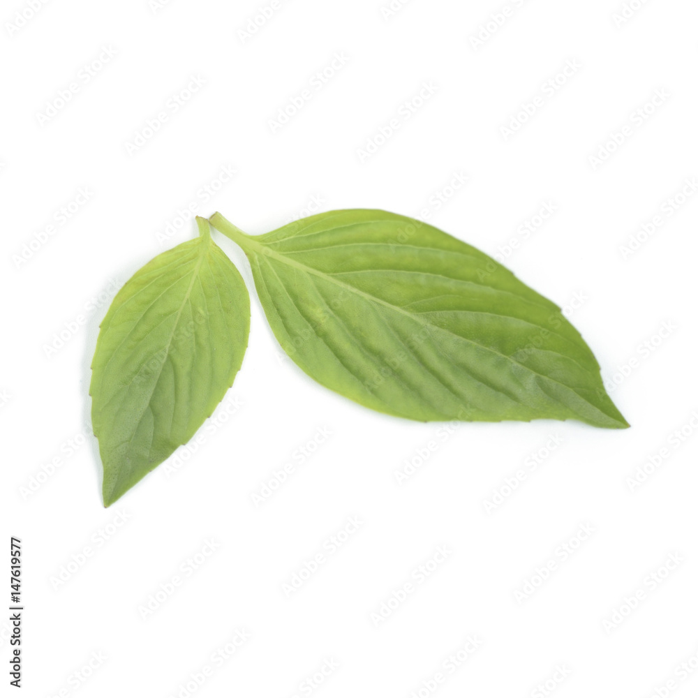 Obraz premium Sweet Basil leaf