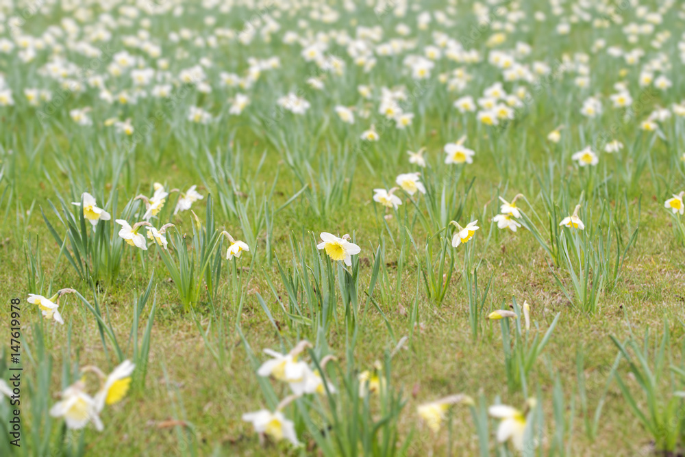 Fototapeta premium Field of white-yellow narcissus flowers at spring