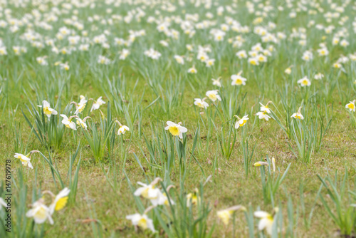 Field of white-yellow narcissus flowers at spring