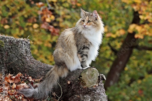 Norwegian forest cat female sits in a forest