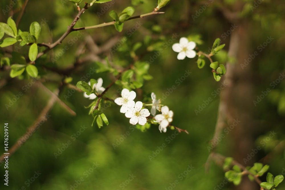 Spring Spring