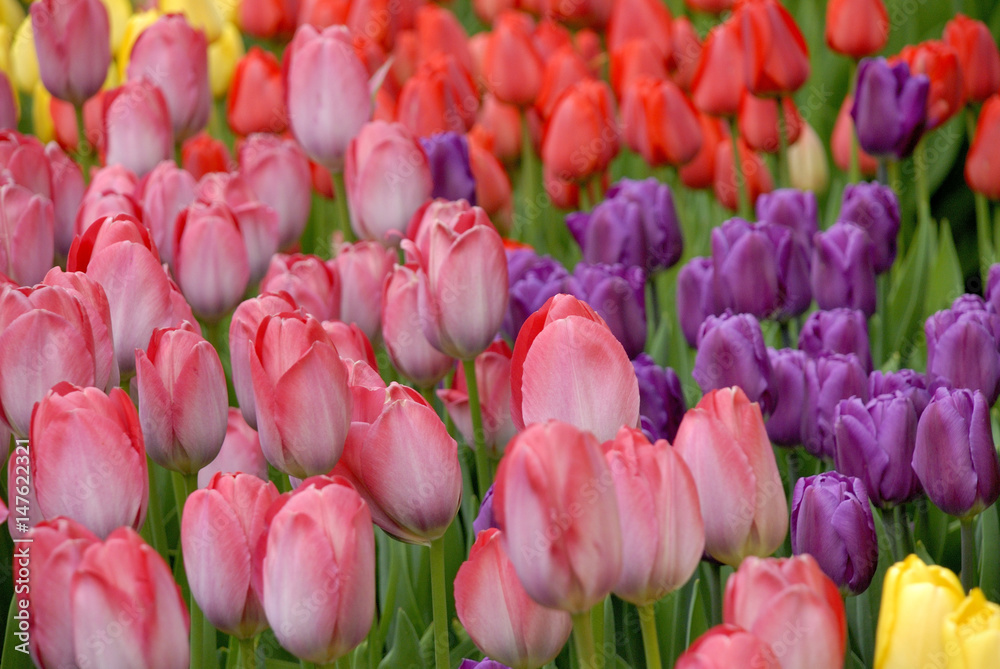 Tulips texture Tulips texture