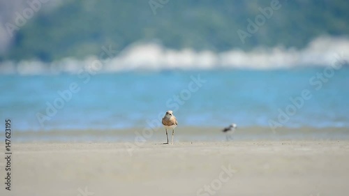 Water bird,Oriental Plover (Charadrius veredus) making a living against windy day  between long journey back home.
 photo