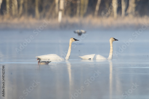 Trumpeter Swans in the spring in Minnesota