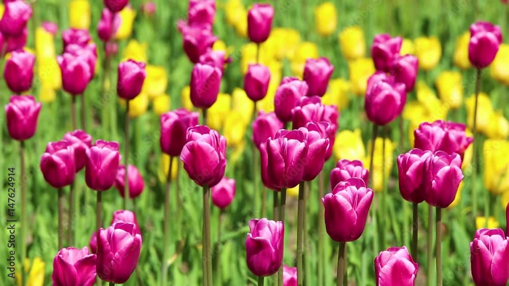 Closeup of many buds of beautiful fresh flowers growing in flowerbed in city park. Colorful pink and yellow tulips and green leaves background. Real time full hd video footage. Closeup of many buds of beautiful fresh flowers growing in flowerbed in city park. Colorful pink and yellow tulips and green leaves background. Real time full hd video footage.