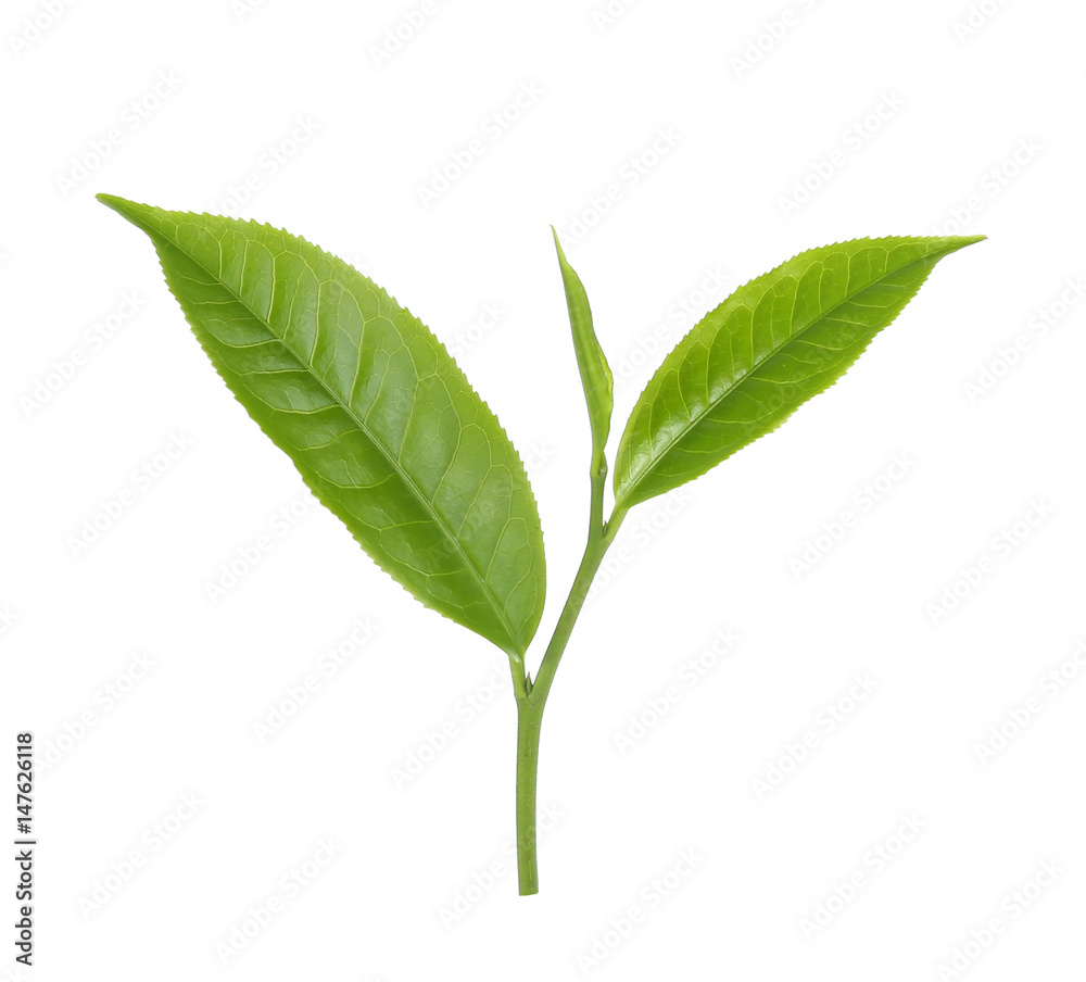 Green tea leaf isolated on white background. Green tea leaf isolated on white background.