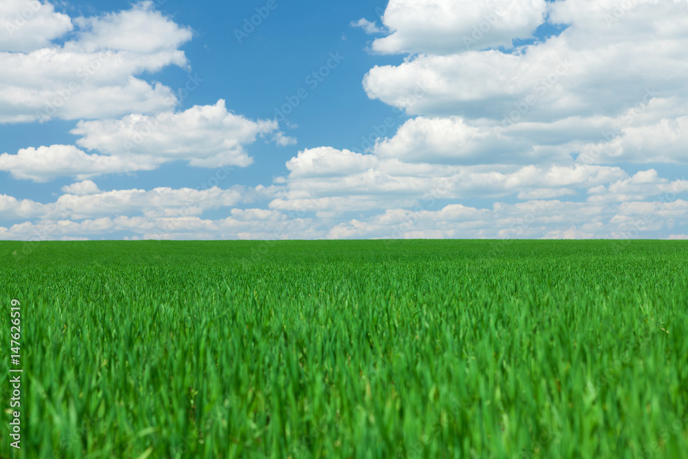 Green grass field and blue sky with clouds