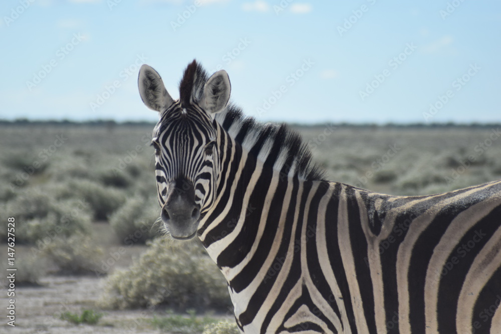 Naklejka premium Zebra Namibia