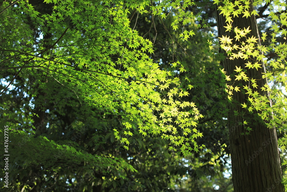 Fototapeta premium 新緑のモミジの葉