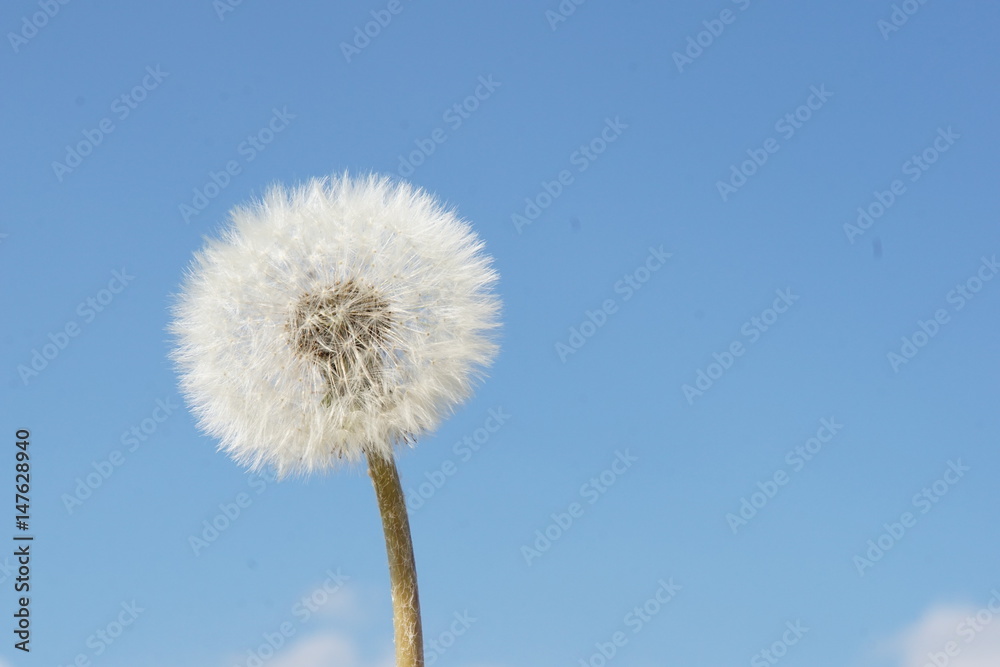 Pusteblume