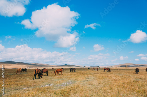 A herd of hores feeding in the grassland against hills and mountains  inner mongolia China