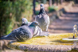 Pigeons drinking and bathing in a bird fountain in a park.