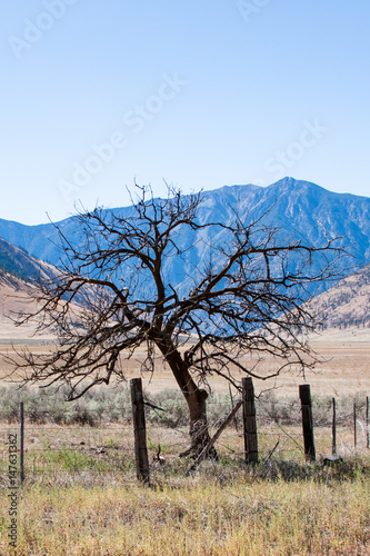 Solitary tree with hills as a backdrop.
