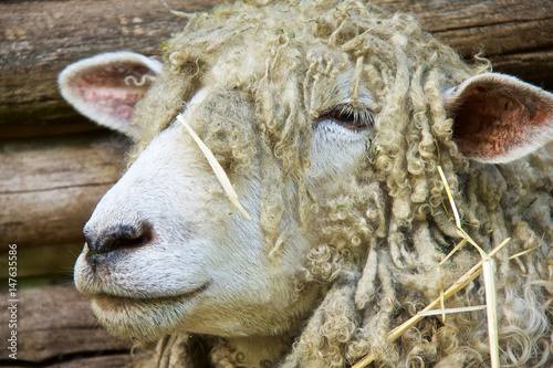 Φωτογραφία Wooly sheep