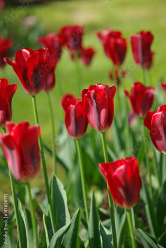 Tulipes rouges au printemps au jardin