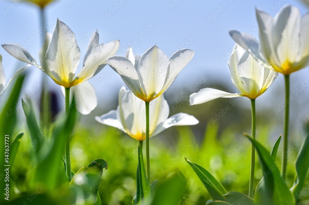 Fototapeta premium Białe tulipany na rabacie ujęte z dołu przenikane światłem słonecznym