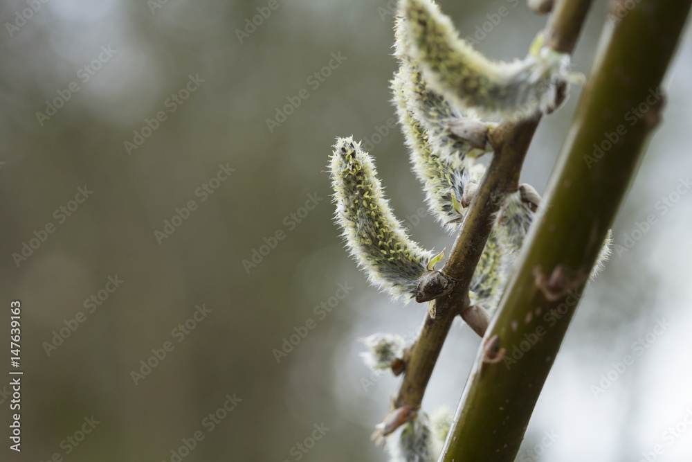 Spring Tree Budding anew with Blurry Background Spring Tree Budding anew with Blurry Background