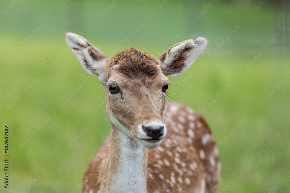 young deer